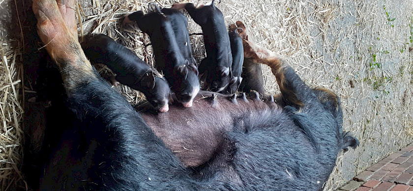 10 weaners for sale Susanne X Freight train