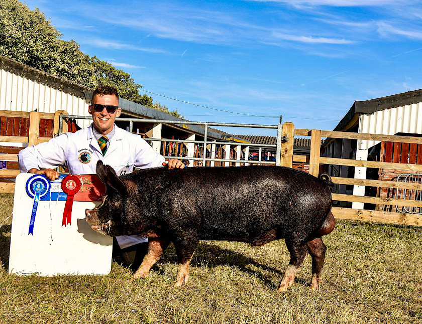 Pedigree Freight Train Boar For sale