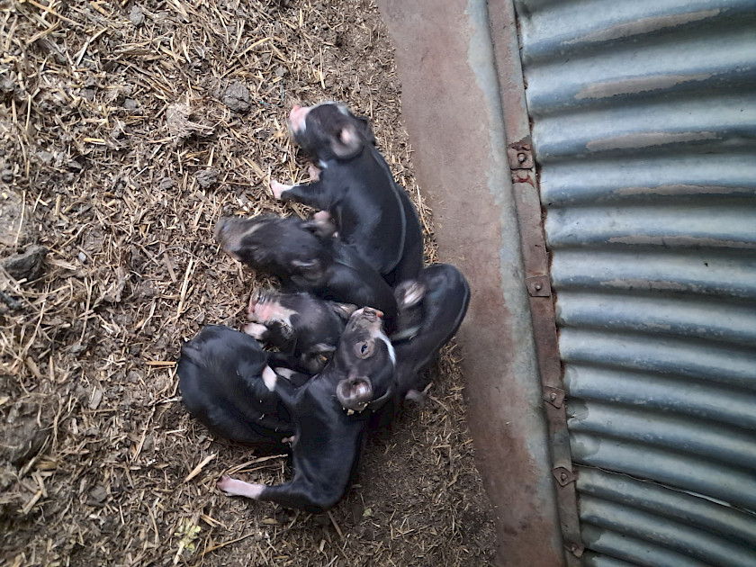 piglets